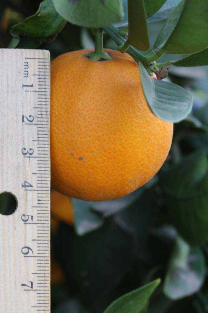              Fruit (Blanca Macetera, Riverside, CA)       